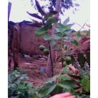 供應(yīng)核桃苗嫁接核桃苗薄皮核桃苗