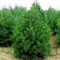 供應(yīng)白皮松，油松，國(guó)槐，刺槐，紫葉李，山杏山桃，占地桃樹(shù)杏樹(shù)