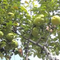 常年供應木瓜樹、國槐樹