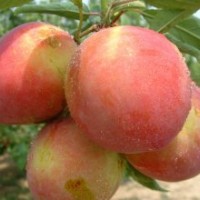 桃苗、春雪桃苗、萊山蜜桃苗、冬桃苗