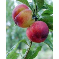 李子苗、李子樹苗、秋姬李子苗、黑寶石李子苗