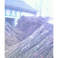 供核桃苗、桃樹苗、蘋果苗