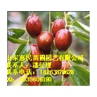供應(yīng)山東棗樹苗 0.6-3公分 當(dāng)年小苗 占地用