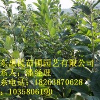 供應(yīng)山東泰安板栗樹 0.5-3公分 占地用