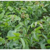 核桃樹苗 3公分核桃樹 嫁接核桃樹 核桃樹品種