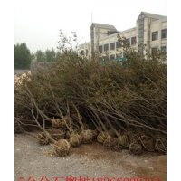 石榴苗|石榴苗批發(fā)|石榴樹基地