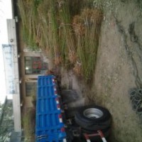 供應1.5公分桃樹苗