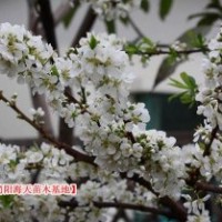 簡(jiǎn)陽(yáng)脆紅李子苗，海天出售李子苗