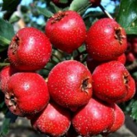 山楂苗價格，山楂苗品種，山楂苗供應(yīng)