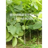 核桃苗品種香玲核桃苗100%品種核桃苗哪里有賣(mài)核桃苗