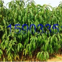 供應(yīng)金寶桃苗