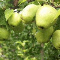 早酥梨樹苗