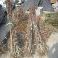 板栗苗批發(fā)，泰山油栗板栗苗供應(yīng)，優(yōu)質(zhì)板栗苗價(jià)格