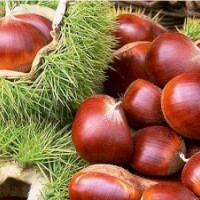 板栗苗供應(yīng)商，供臨沂板栗苗，寶元板栗苗，大紅袍