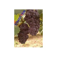 東北葡萄苗@嫁接葡萄苗@吉林葡萄苗@沈陽玫瑰露葡萄苗