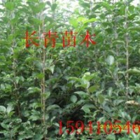 蘋果苗，自家蘋果苗，123蘋果苗