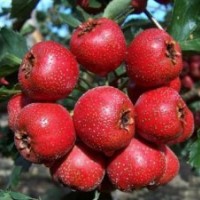 供應山楂苗 山楂苗價格 大金星山楂苗