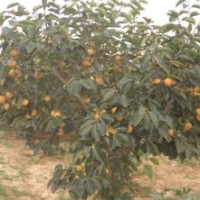 出售成品柿子樹苗、優(yōu)質(zhì)柿子樹、柿苗、柿樹苗