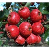 山西運(yùn)城供應(yīng)山楂果