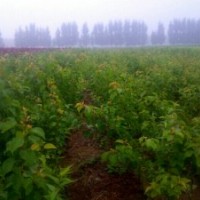 山東泰安杏樹(shù)苗