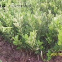 化州正毛嫁接和扦枝橘紅苗