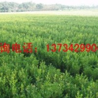 嫁接核桃苗 嫁接核桃苗價(jià)格