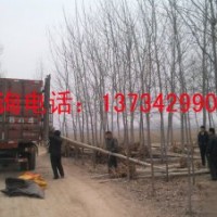 鈣果苗價(jià)格 山西鈣果苗