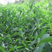 桃樹苗-嫁接桃樹苗-桃樹實(shí)生苗