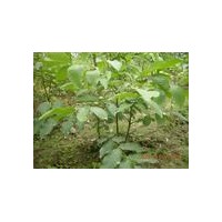 供應蘋果苗 核桃苗
