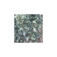 山西柿子苗出售 葡萄苗 梨樹苗 西府海棠苗