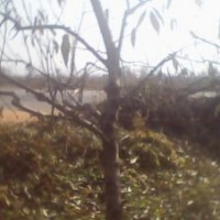 供應(yīng)5公分桃樹 8公分桃樹-15公分桃樹 占地桃樹 桃樹價格