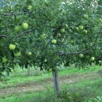 大量出售3-10公分蘋果樹 桃樹 核桃樹 棗樹