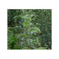 供應(yīng)柿子苗，柿子樹各種規(guī)格的