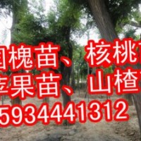 蘋果苗 核桃苗 國槐苗 油松苗