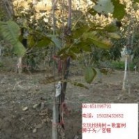 淶水文玩核桃基地獅子頭官帽樹苗接穗