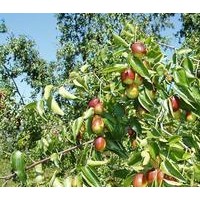 供應(yīng)優(yōu)質(zhì)棗樹苗(圖)