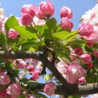 綠化苗木長(zhǎng)壽果苗,甜茶苗,開(kāi)心果苗