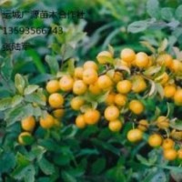鈣果苗出售、優(yōu)質(zhì)鈣果苗大量供應(yīng)、鈣果苗