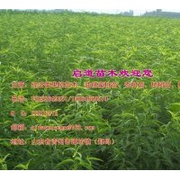 經(jīng)濟類苗木出售油桃蜜桃苗、杏樹苗、柿樹苗、核桃苗等