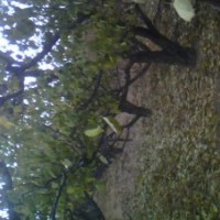 占地果樹，蘋果樹，桃樹，杏樹，梨樹，山楂樹