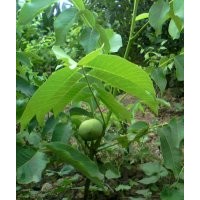 嫁接核桃苗，蘋果苗，桃樹，梨樹，杏樹