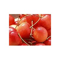 優(yōu)質(zhì)櫻桃苗