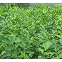 核桃苗價格山東核桃早實苗薄皮核桃苗占地核桃苗