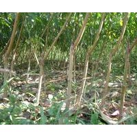 桃樹(shù)嫁接苗