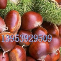 低價(jià)供板栗苗