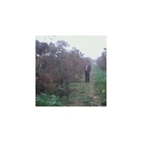 供3-4公分山楂樹(shù)5-6公分山楂樹(shù)7-8公分山楂樹(shù)