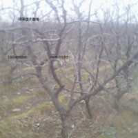 棗樹苗 供應(yīng)3-12公分棗樹苗