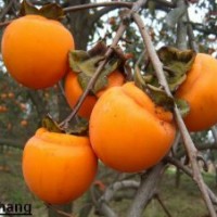 那里的柿子苗好