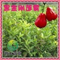 供應(yīng) 臺灣新引進優(yōu)質(zhì)黑金剛蓮霧 盆栽綠化果樹苗木批發(fā)