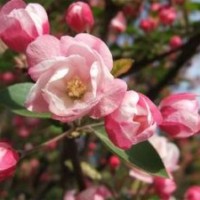 西府海棠，北美海棠，甜茶苗吉薩拉櫻桃苗